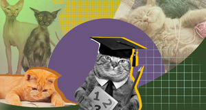 5 котов, которые посвятили жизнь делу образования